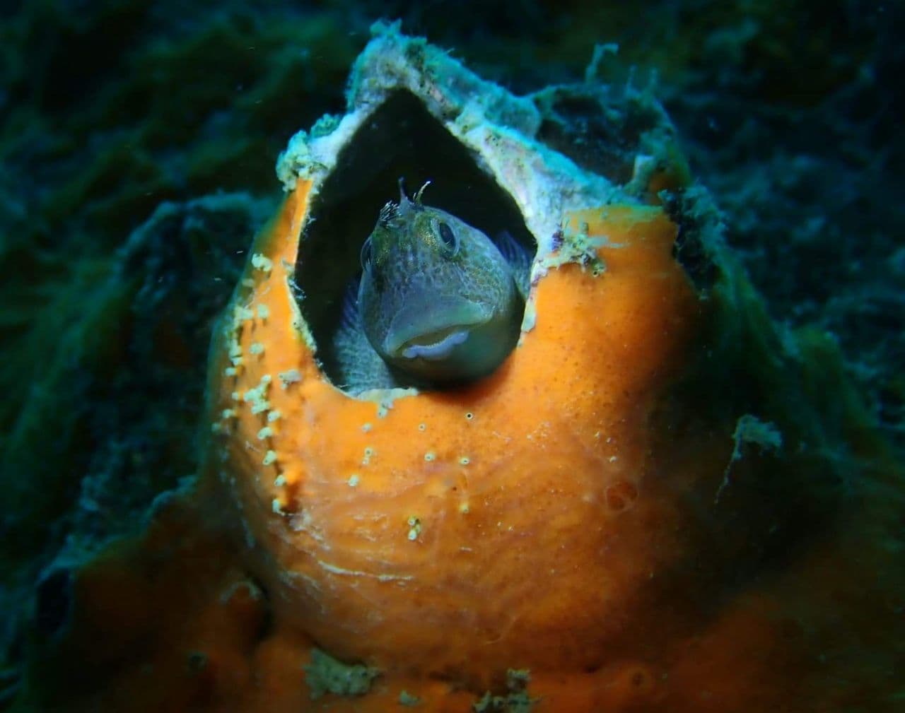 Discover Scuba Diving