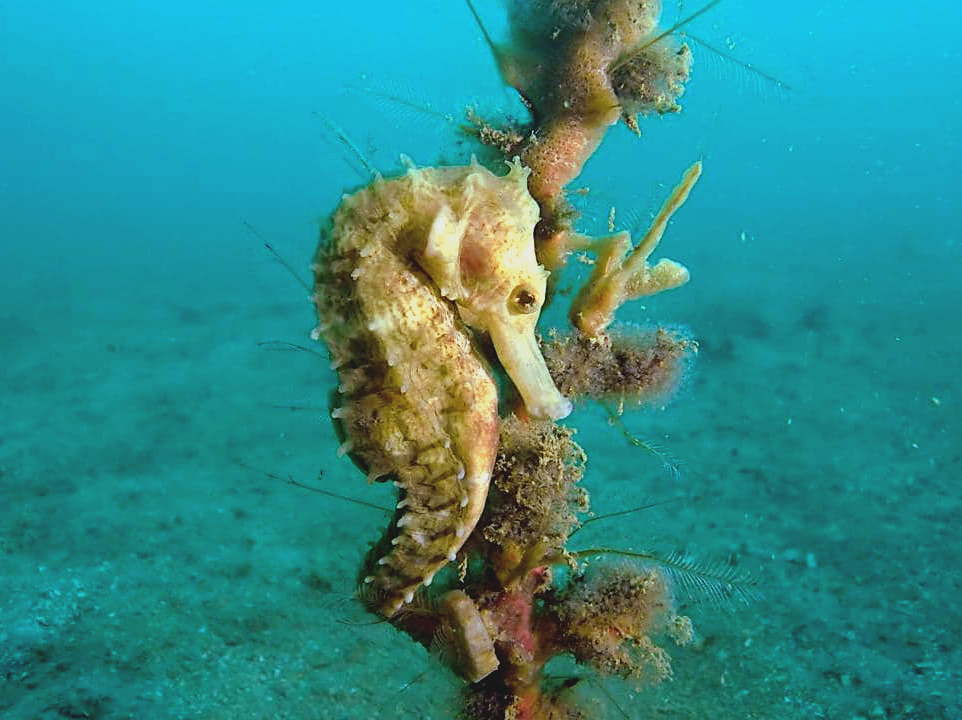 Dive 1