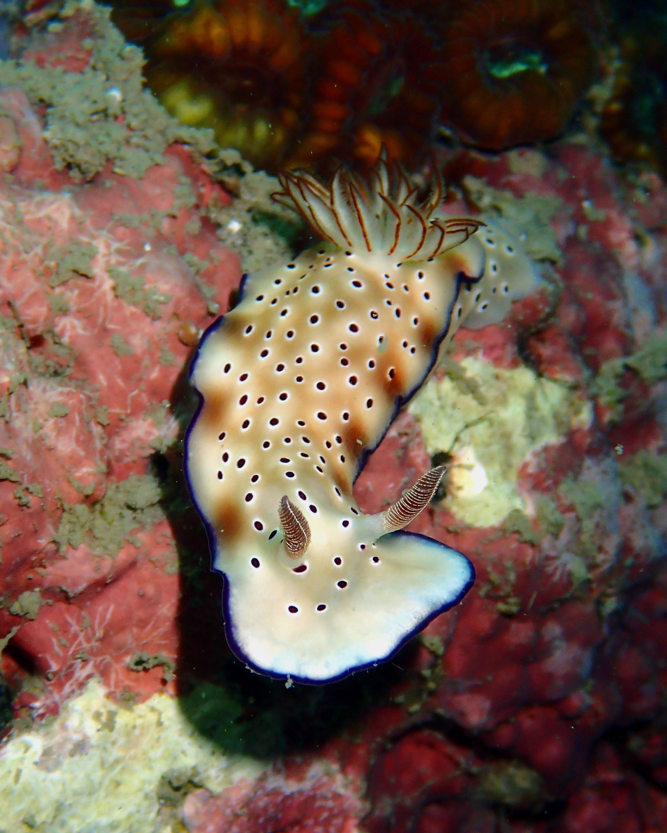 Dive 2